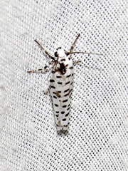 Yponomeuta strigillatus