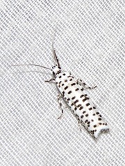 Yponomeuta strigillatus