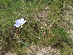 Linum komarovii