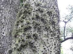 Tillandsia tricholepis