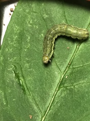Lepidoptera