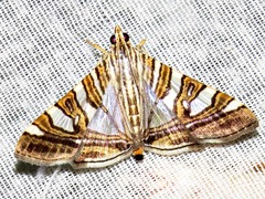 Glyphodes stolalis