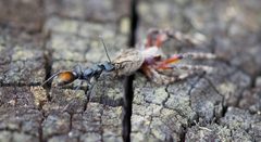 Myrmecia mandibularis