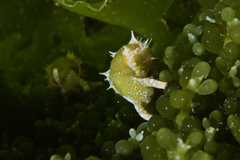 Oxynoe viridis