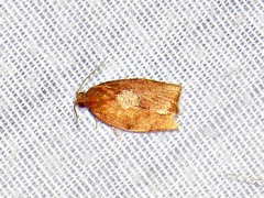 Epichoristodes dorsiplagana