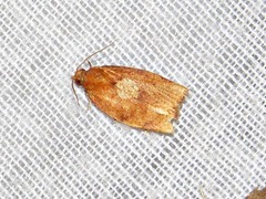Epichoristodes dorsiplagana