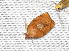 Epichoristodes dorsiplagana
