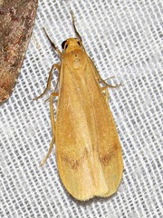 Hypagoptera rufeola