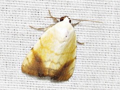 Xanthodes albago