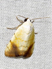 Xanthodes albago