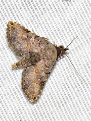 Rhesala moestalis