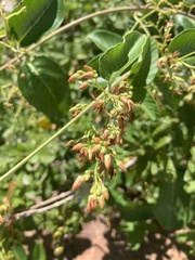 Tacazzea apiculata