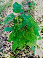 Aleurites moluccanus