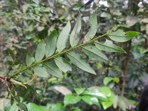 Phyllanthus anamalayanus, photograph 5