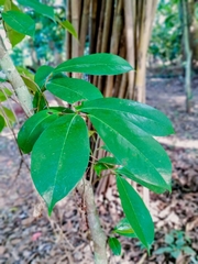 Magnolia compressa