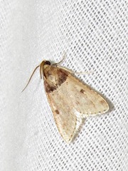 Loryma basalis
