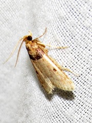Loryma basalis
