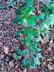 Centratherum punctatum