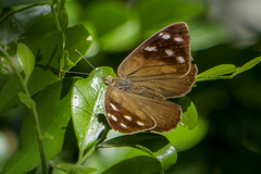 Eunica monima modesta