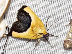 Acontia guttifera guttifera