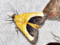 Acontia guttifera guttifera