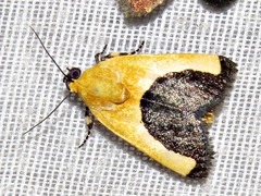 Acontia guttifera guttifera