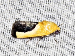 Acontia guttifera guttifera