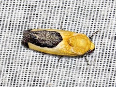 Acontia guttifera guttifera