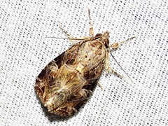 Callopistria yerburii