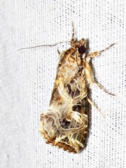 Callopistria yerburii
