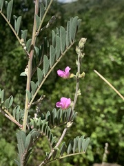 Tephrosia polystachya polystachya