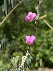 Tephrosia polystachya polystachya