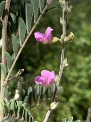Tephrosia polystachya polystachya