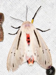 Creatonotos punctivitta