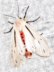 Creatonotos punctivitta