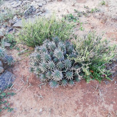 Euphorbia ferox