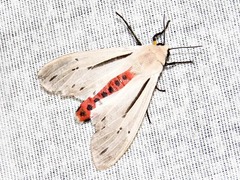 Creatonotos punctivitta