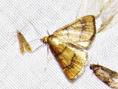 Stemmatophora depressalis