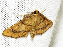 Stemmatophora depressalis