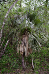 Trithrinax schizophylla