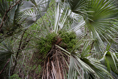 Trithrinax schizophylla