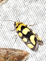 Acontia guttifera guttifera