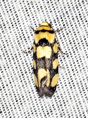 Acontia guttifera guttifera