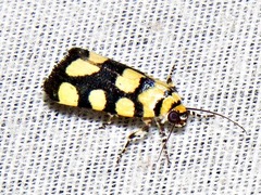 Acontia guttifera guttifera