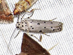Ethmia circumdatella