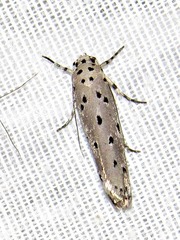 Ethmia circumdatella