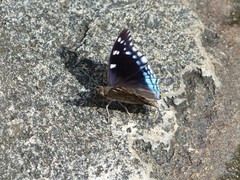 Charaxes guderiana guderiana