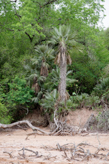 Trithrinax schizophylla