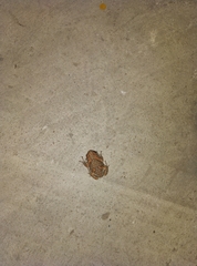 Uperodon taprobanicus