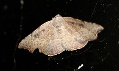Laspeyria concavata